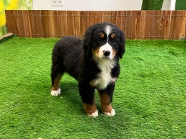 Bernese Mountain Dog female Puppy for sale 010551502